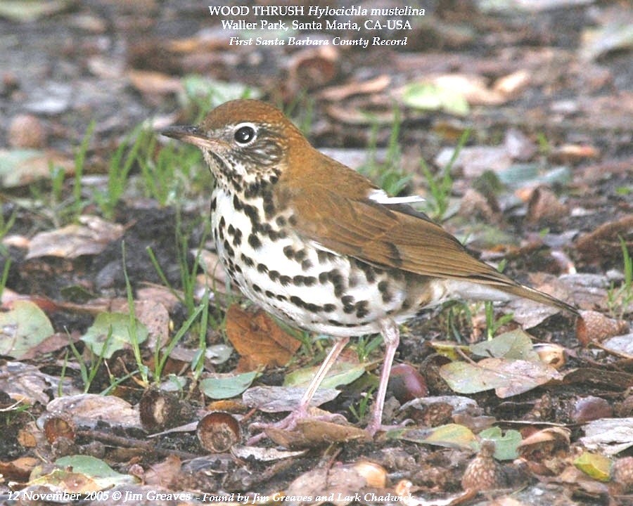 Wood Thrush - ML611918451