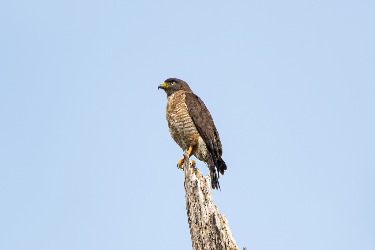 Roadside Hawk - ML611918542