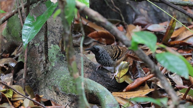 Schwarzgesicht-Ameisenvogel - ML611918592