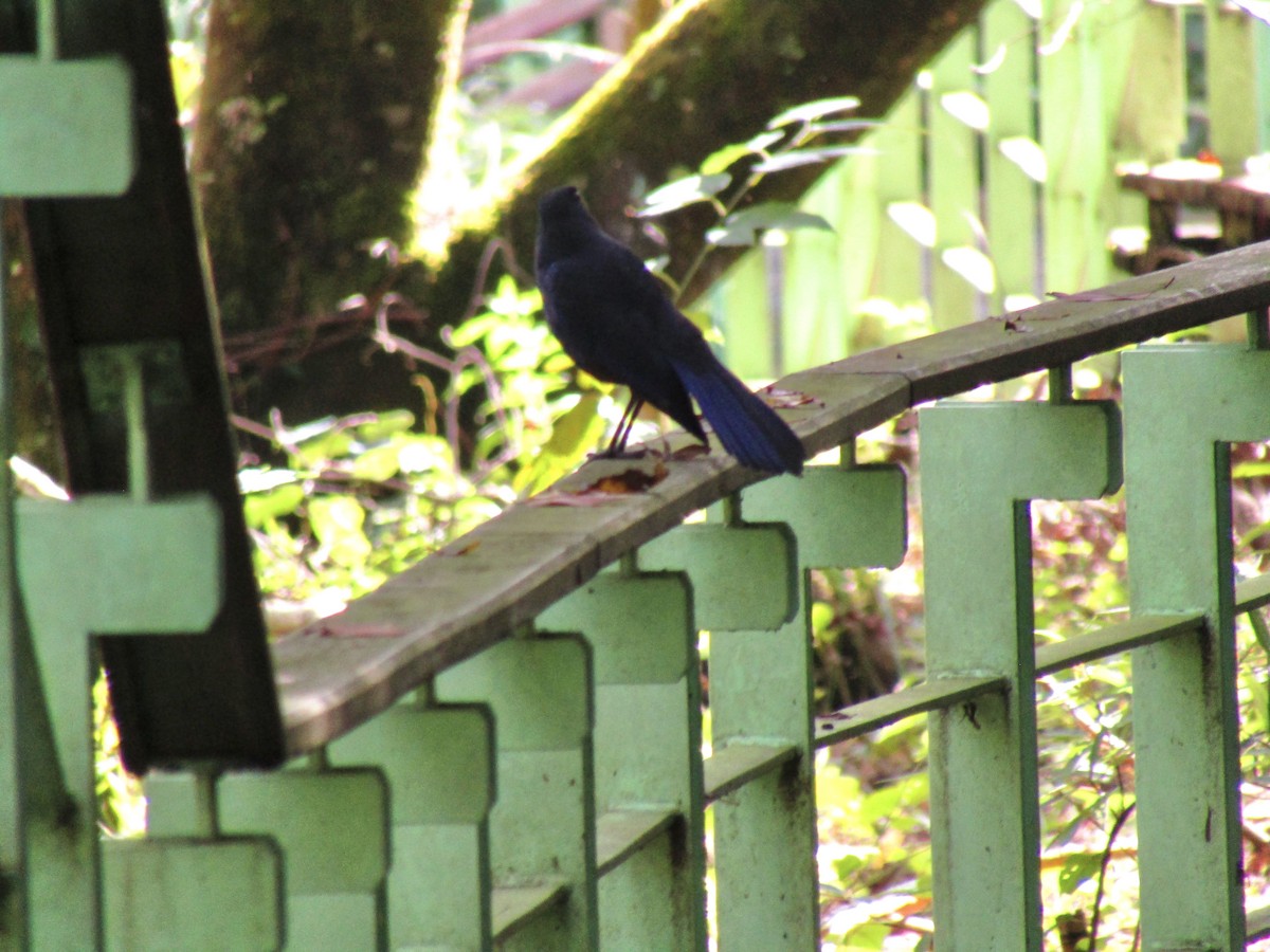 Тайваньская синяя птица - ML611918749