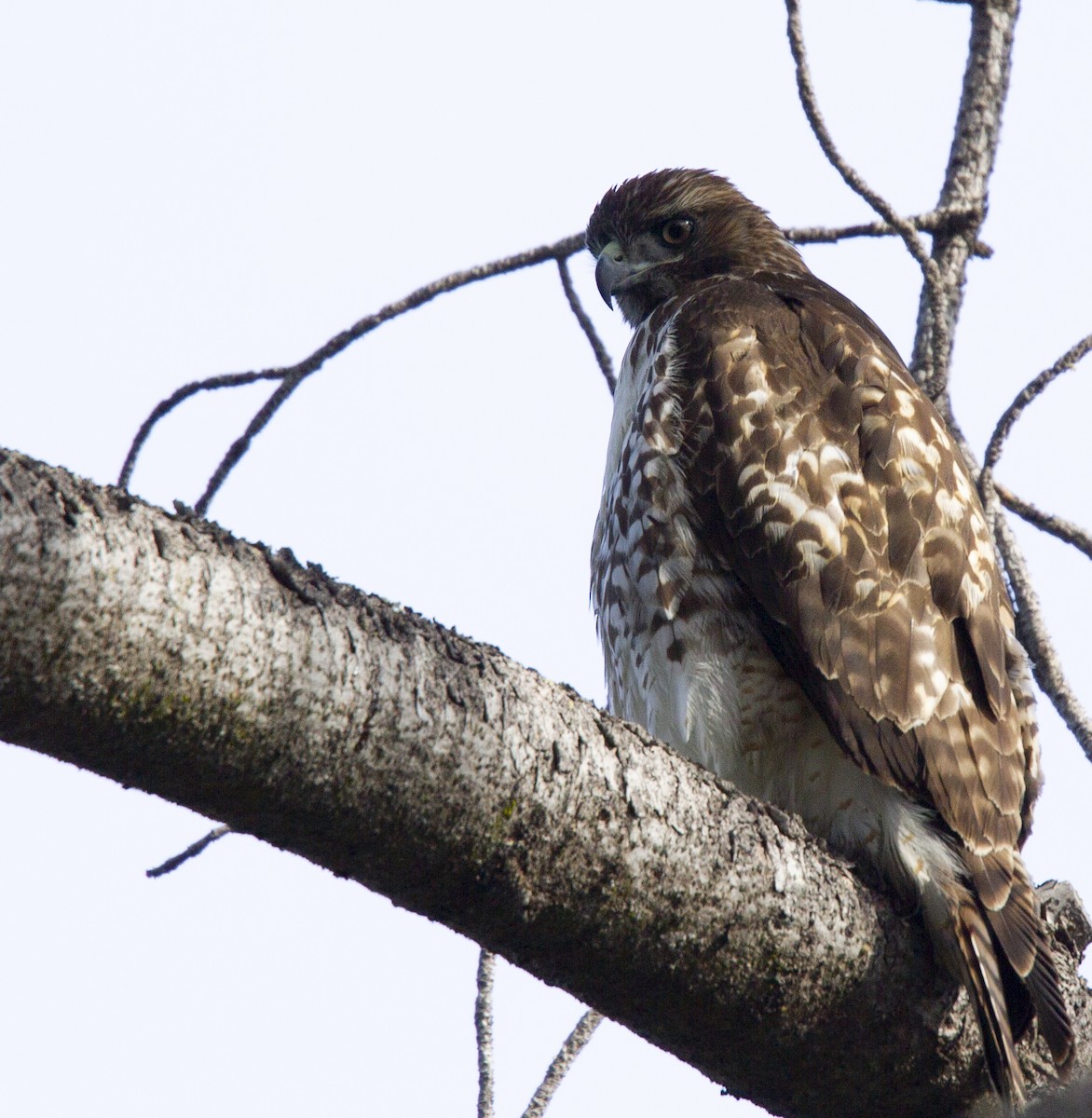 Red-tailed Hawk - ML611918820