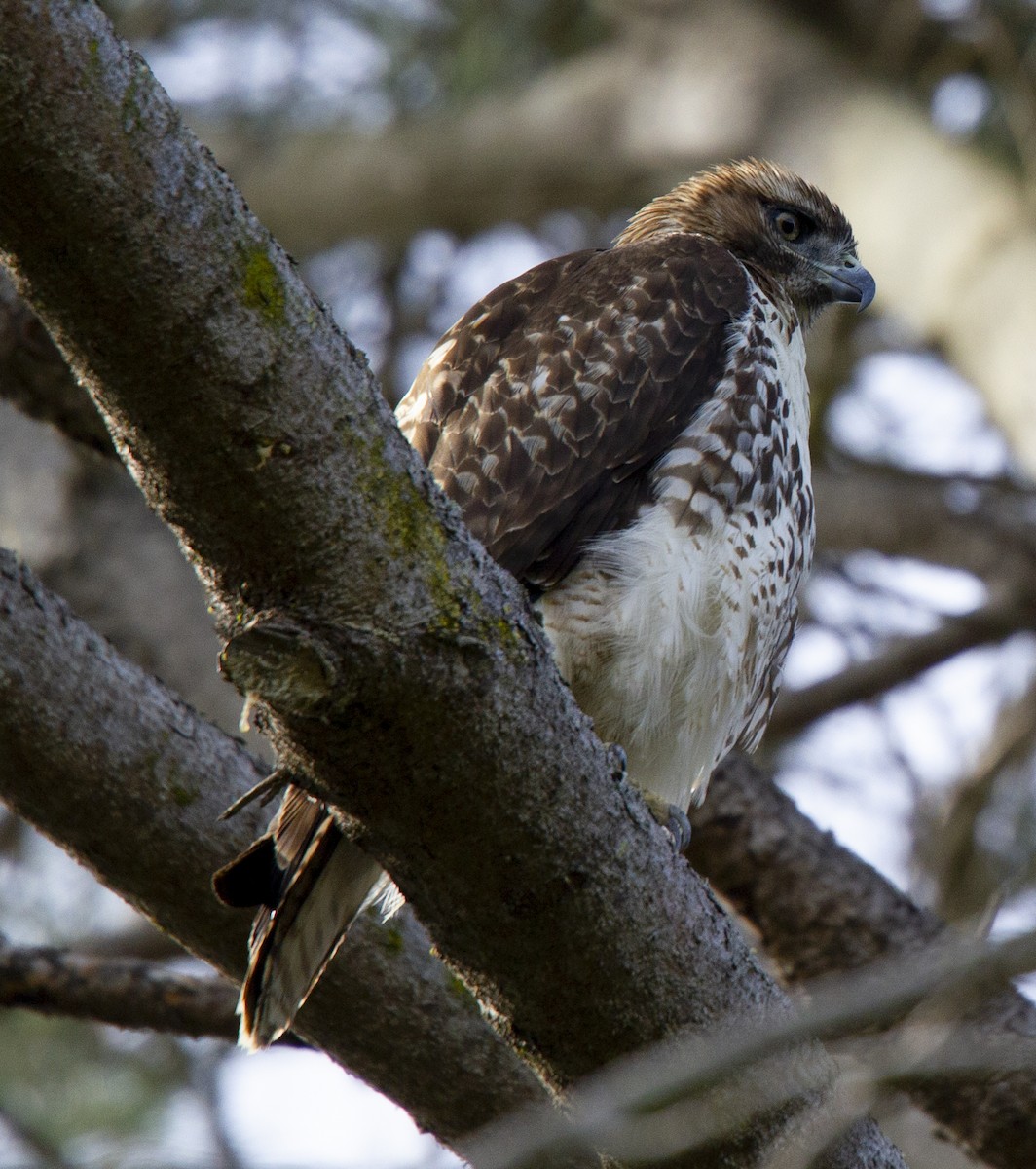 Red-tailed Hawk - ML611918821