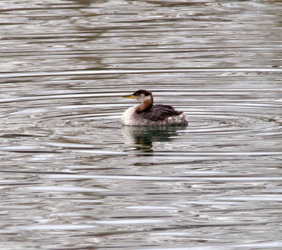 Red-necked Grebe - John Anderson