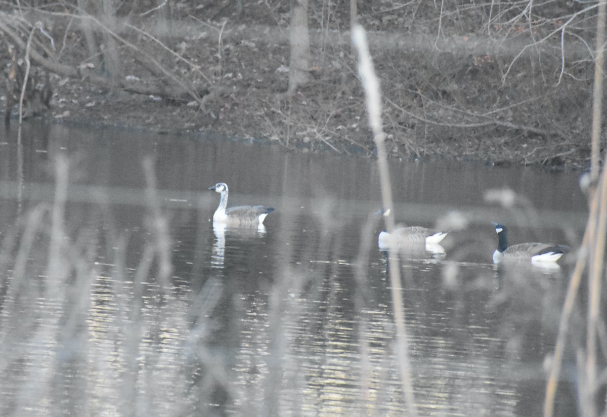 Canada Goose - ML611918857
