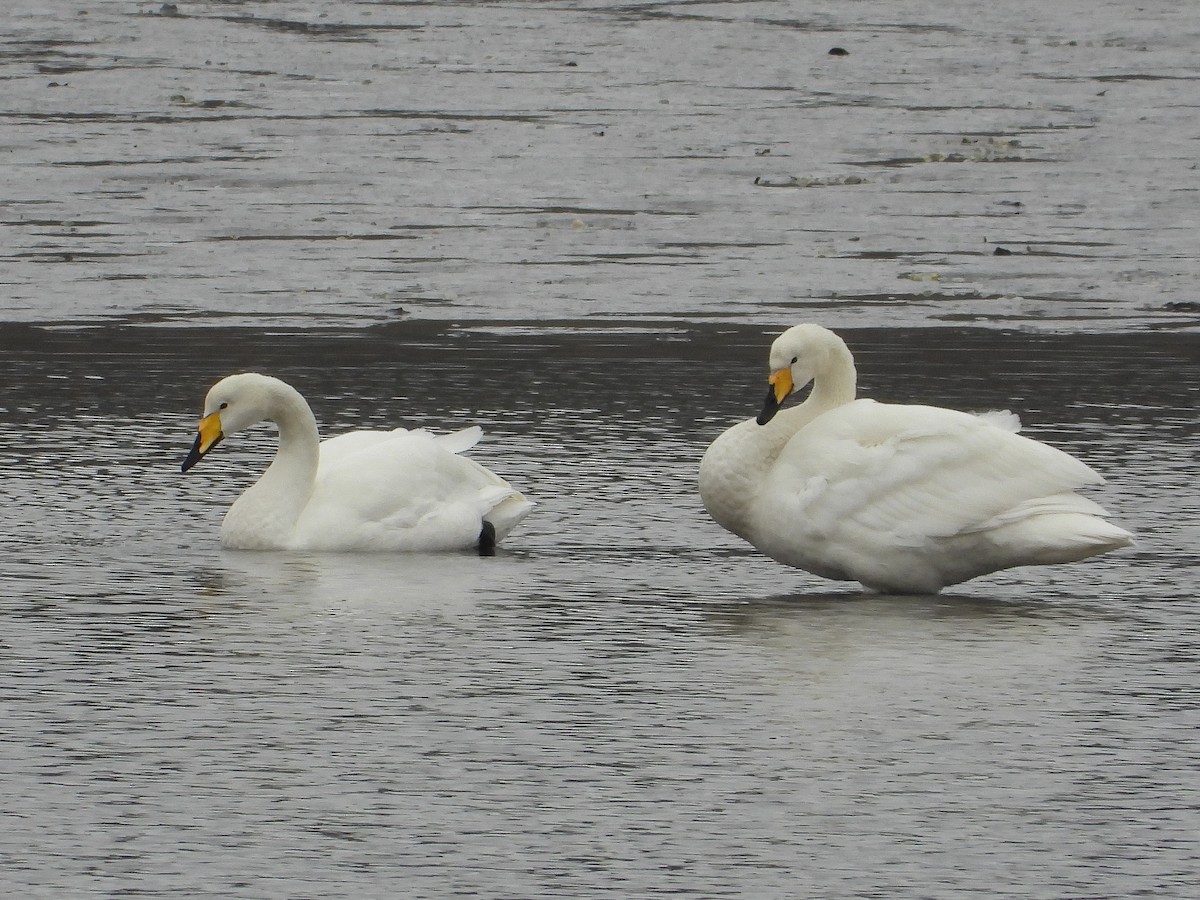 Whooper Swan - Juan Pita-Romero Caamaño