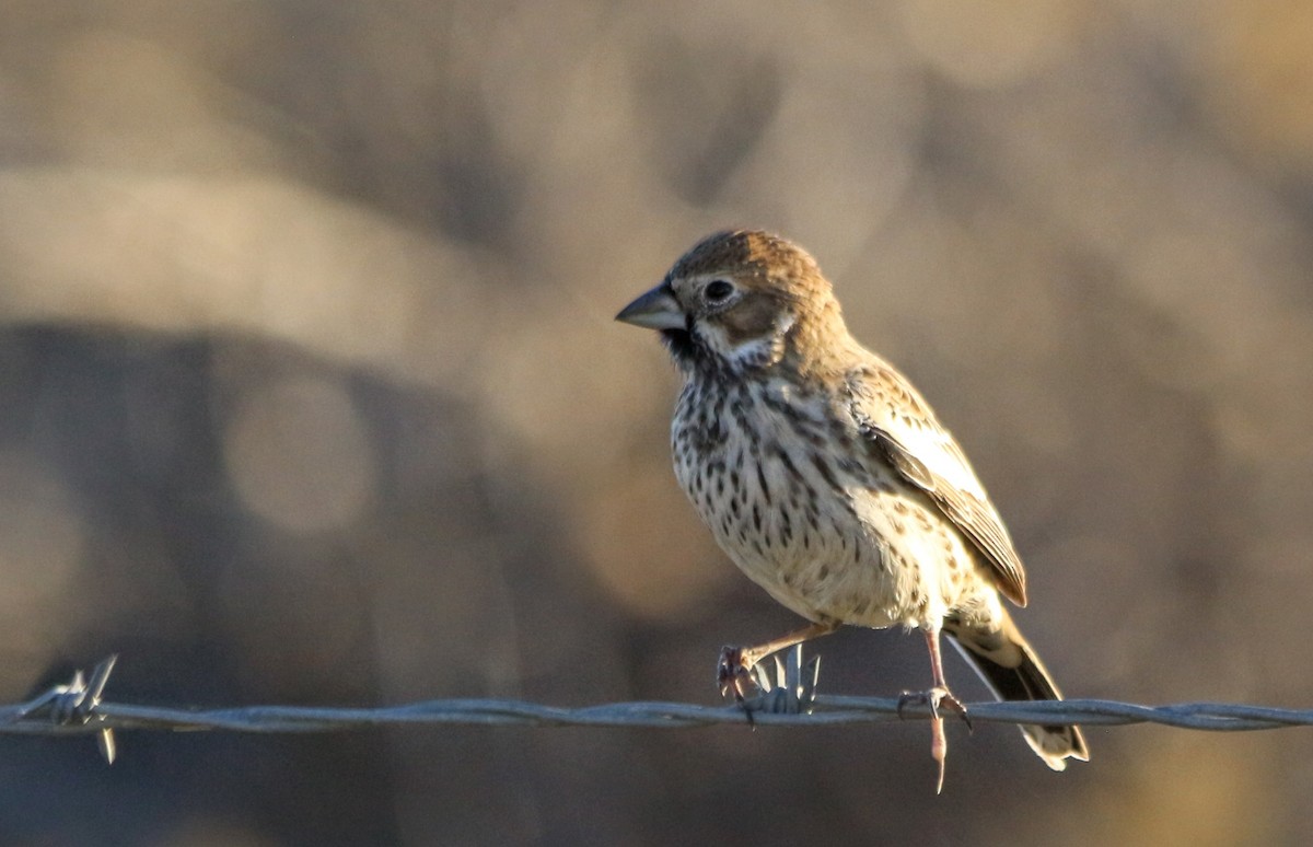 Lark Bunting - ML611919106