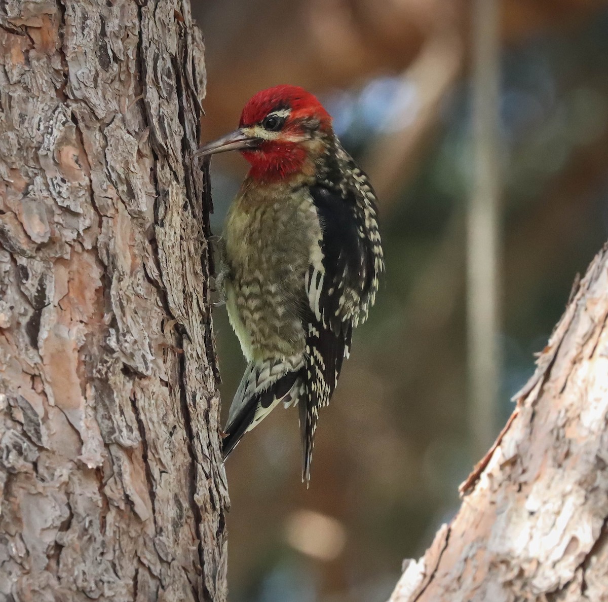 Red-naped/Red-breasted Sapsucker - ML611919167