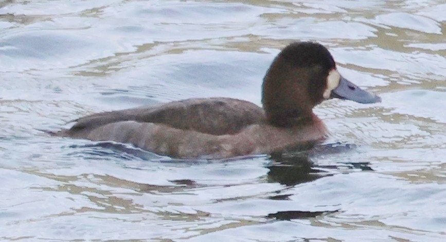 Greater Scaup - ML611919171