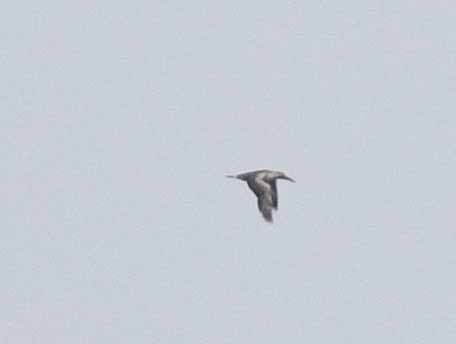 Northern Gannet - ML611919218