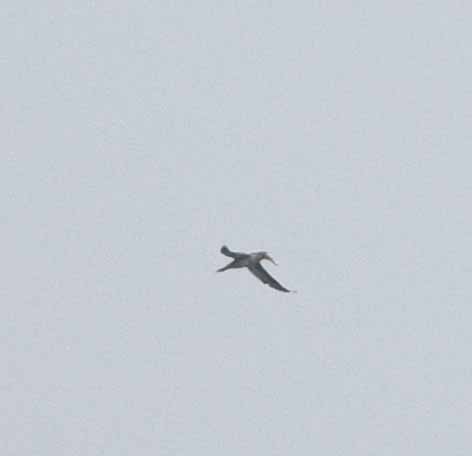 Northern Gannet - ML611919219