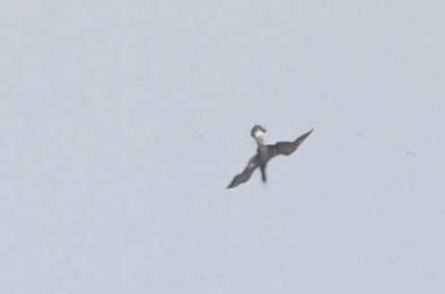 Northern Gannet - ML611919220
