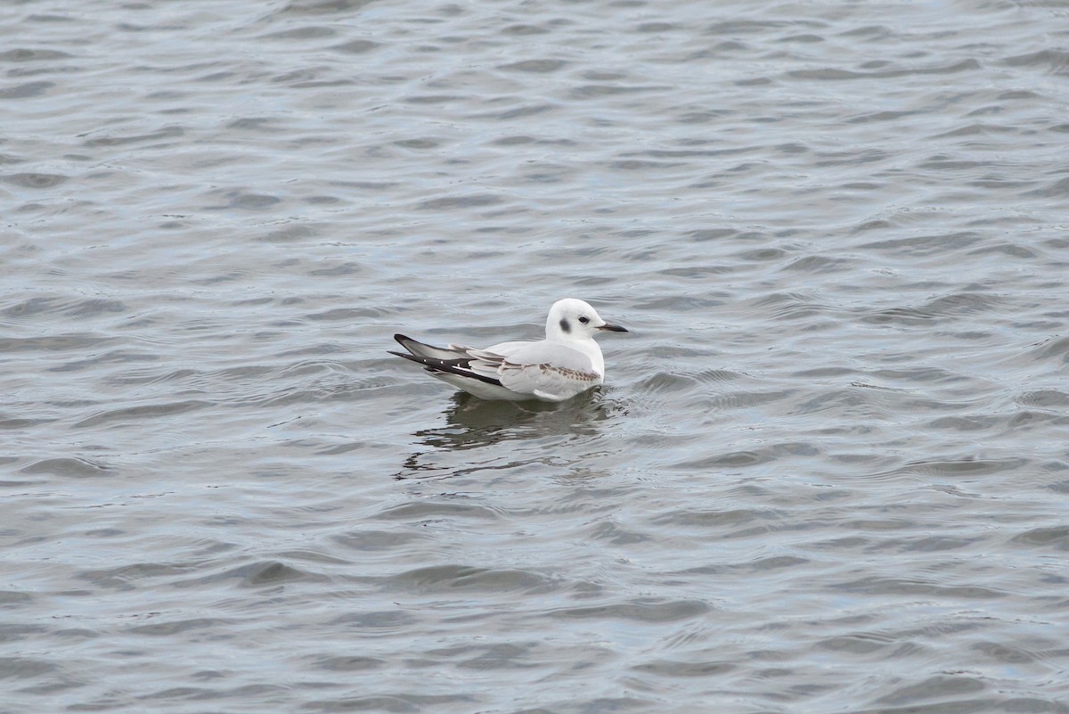 Bonaparte's Gull - Nathan French