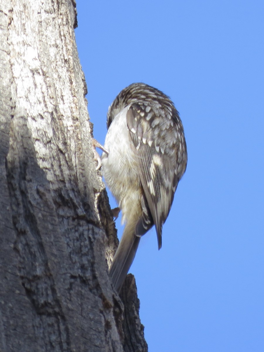 Brown Creeper - ML611919345