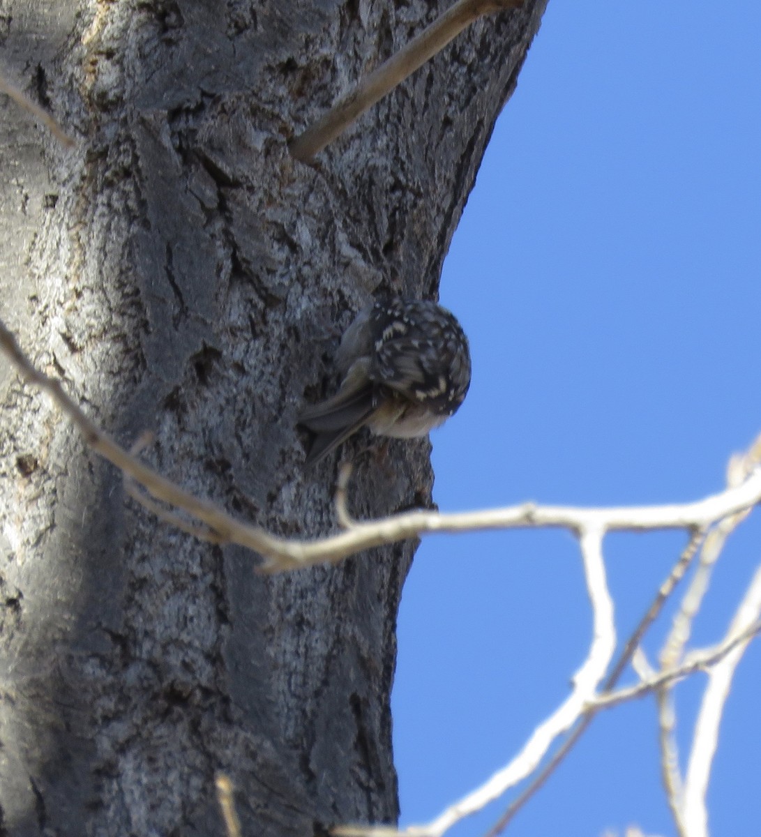 Brown Creeper - ML611919348