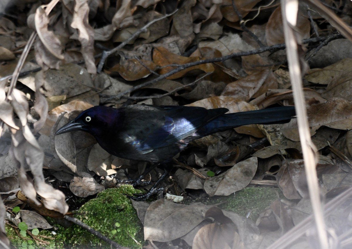 Common Grackle - ML611919357