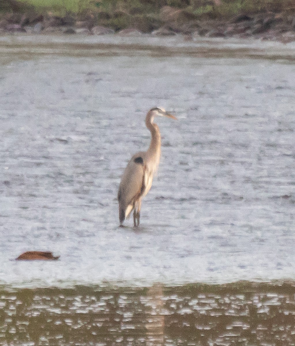 Great Blue Heron - ML611919376