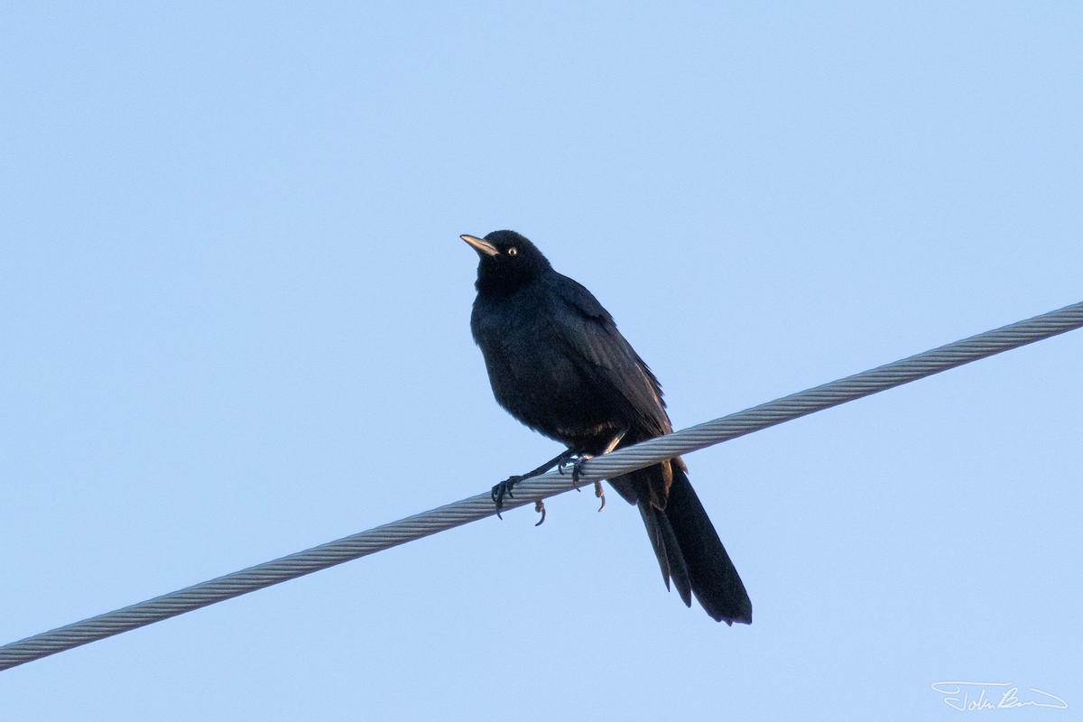 Great-tailed Grackle - ML611919423