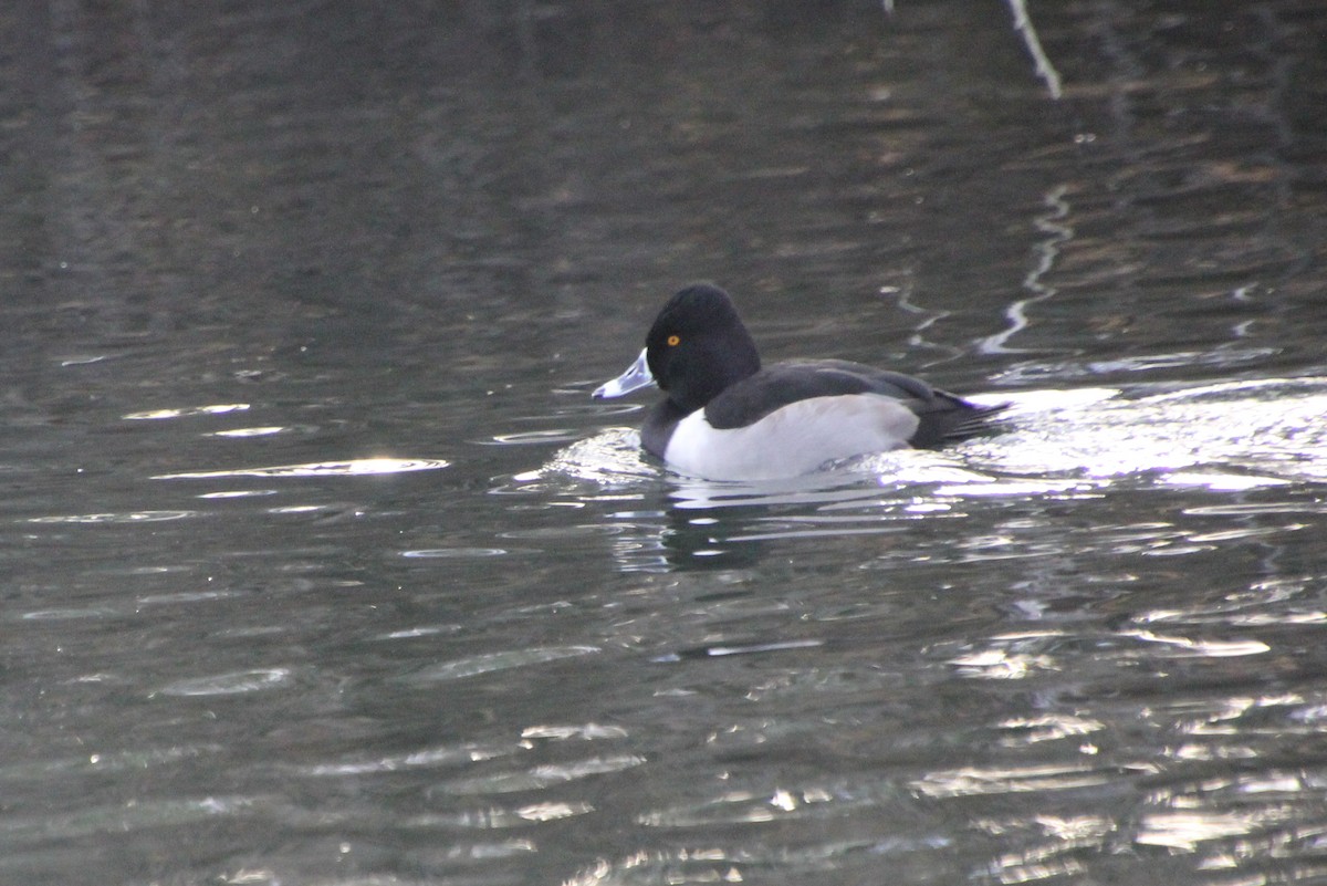 Ring-necked Duck - ML611919463