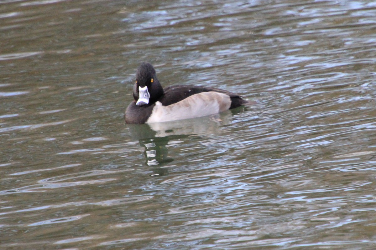 Ring-necked Duck - ML611919464