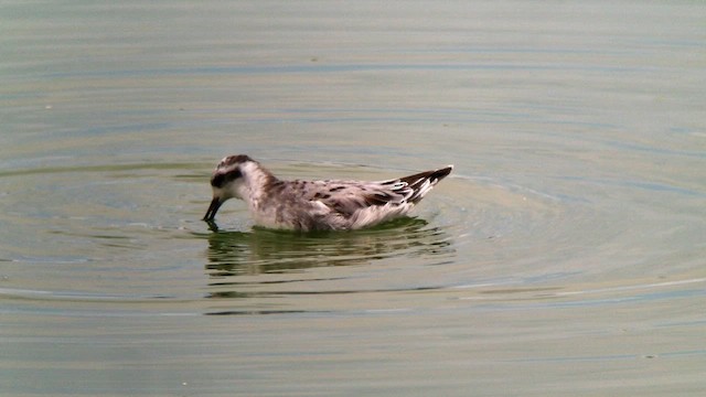 Phalarope à bec large - ML611919543