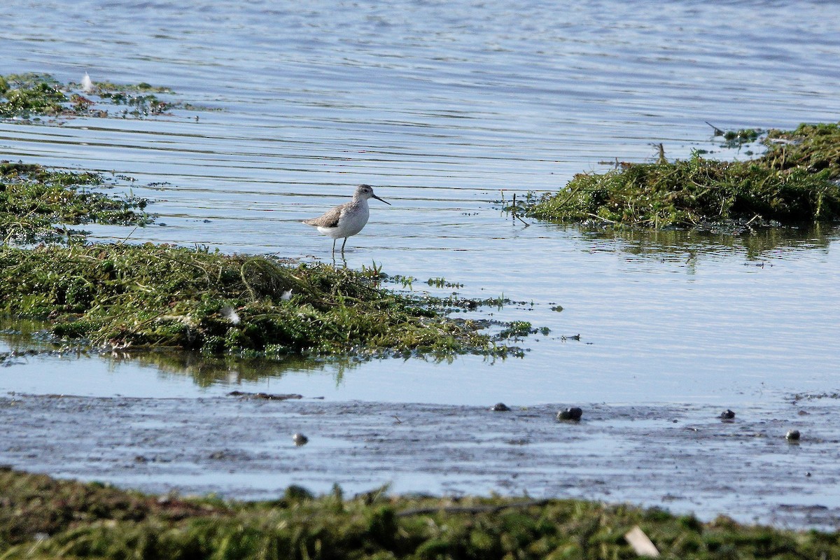 Marsh Sandpiper - ML611919544