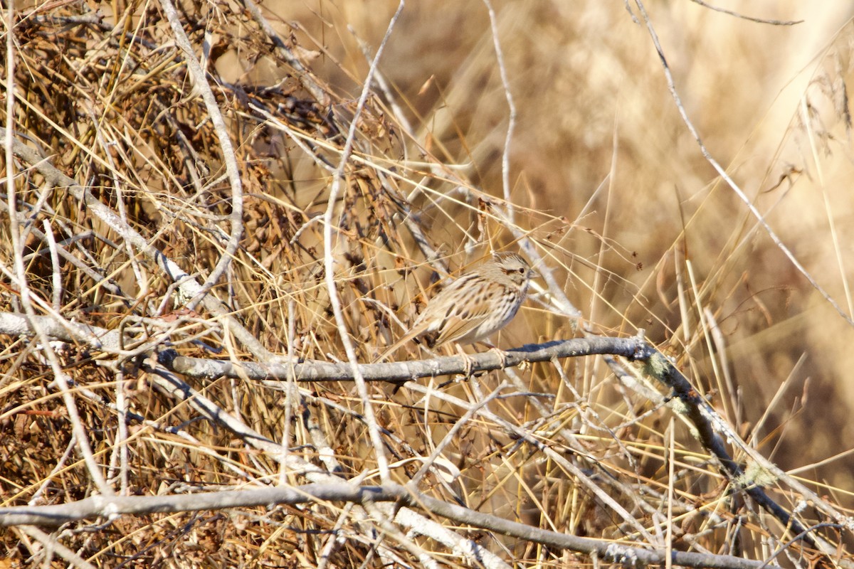 Song Sparrow - ML611919553