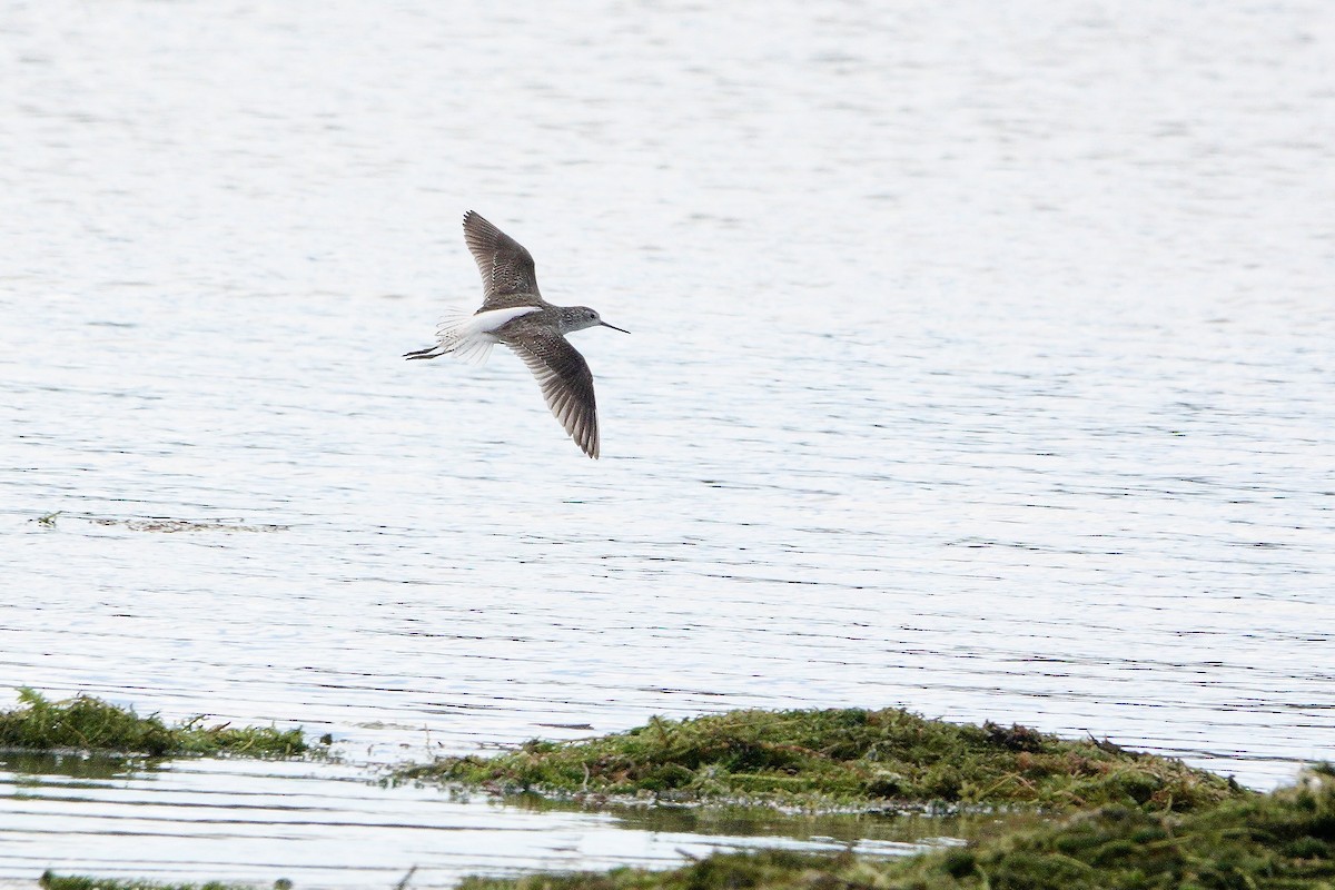 Marsh Sandpiper - ML611919557