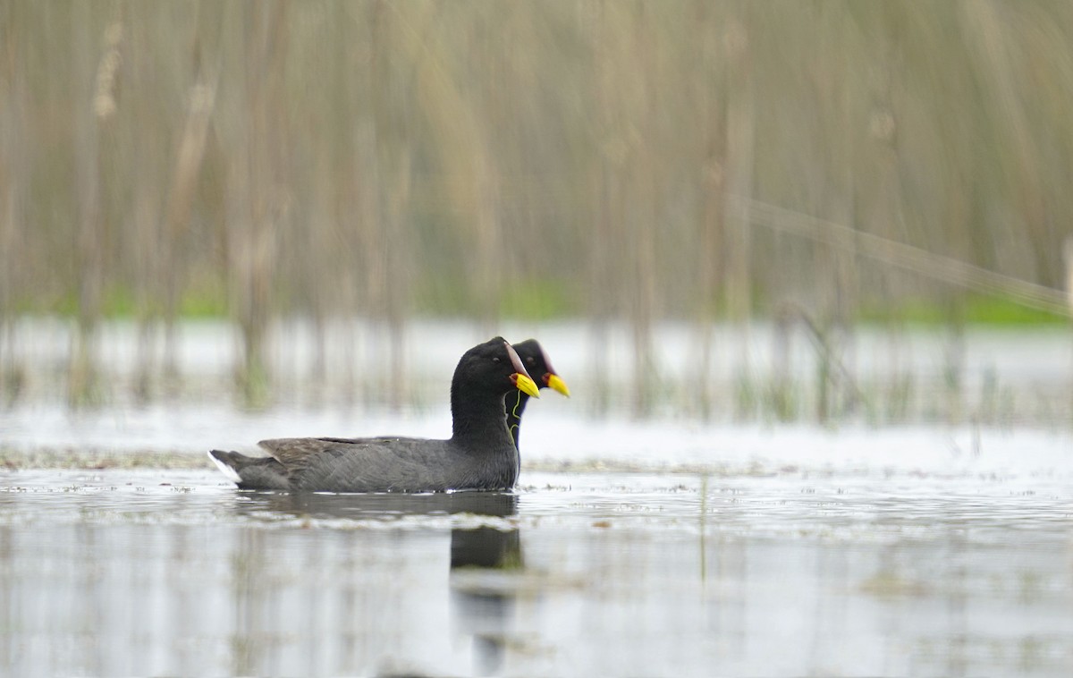 Red-fronted Coot - Adrian Antunez