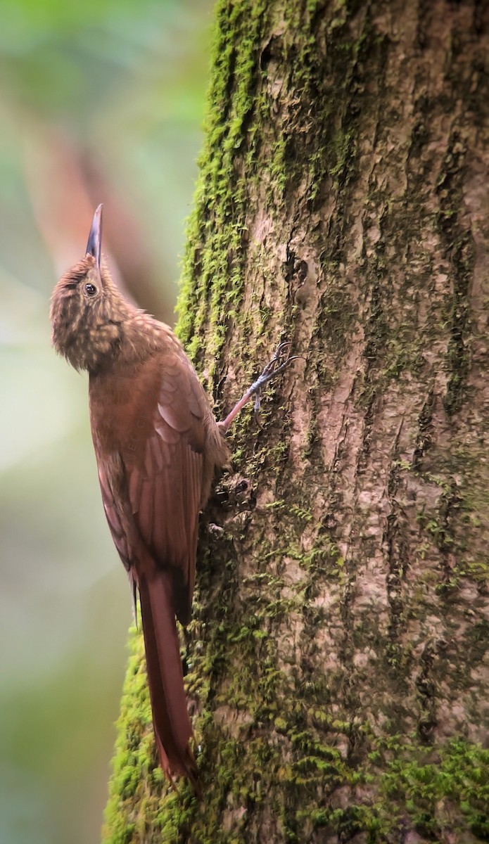 Long-tailed Woodcreeper - ML611919607