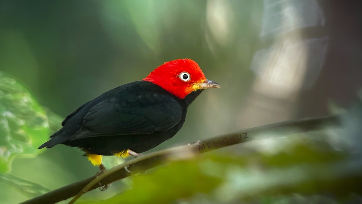 Red-capped Manakin - ML611919642