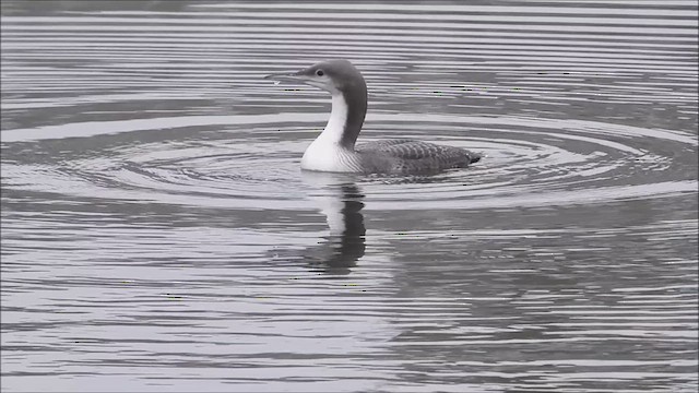 Pacific Loon - ML611919661