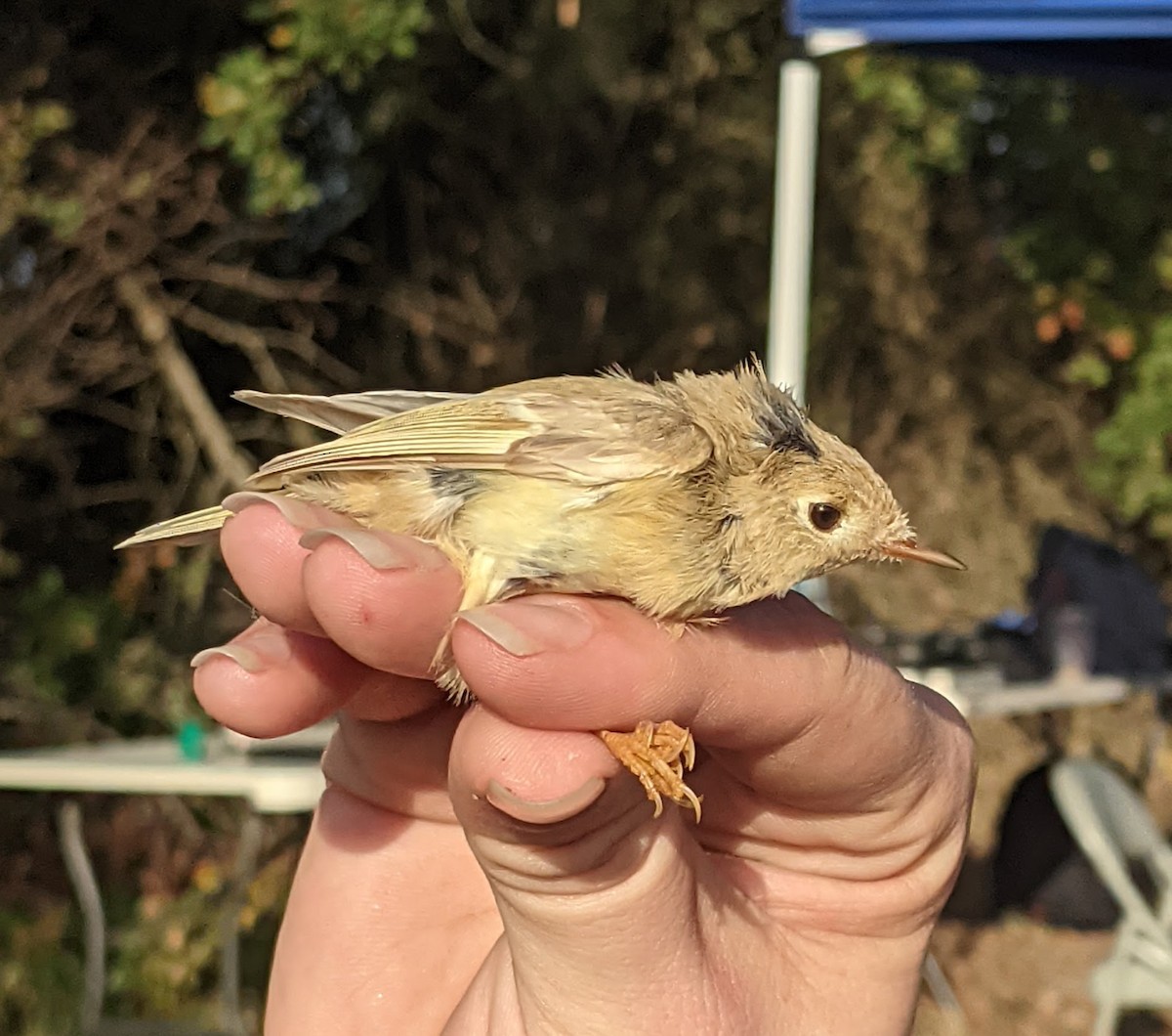 Ruby-crowned Kinglet - ML611919756