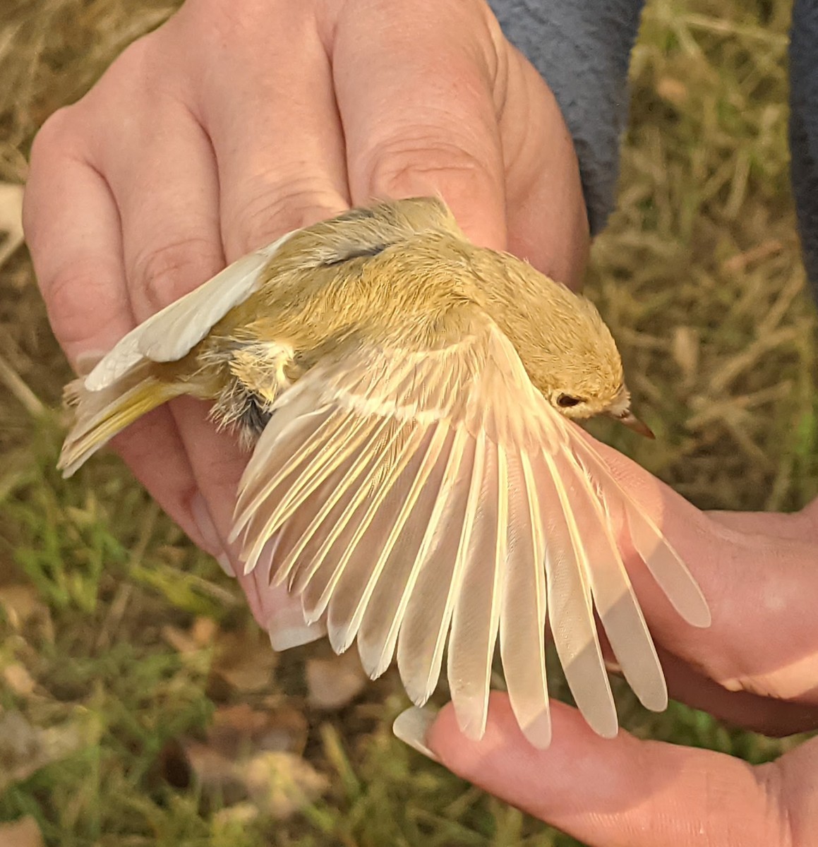 Ruby-crowned Kinglet - ML611919767