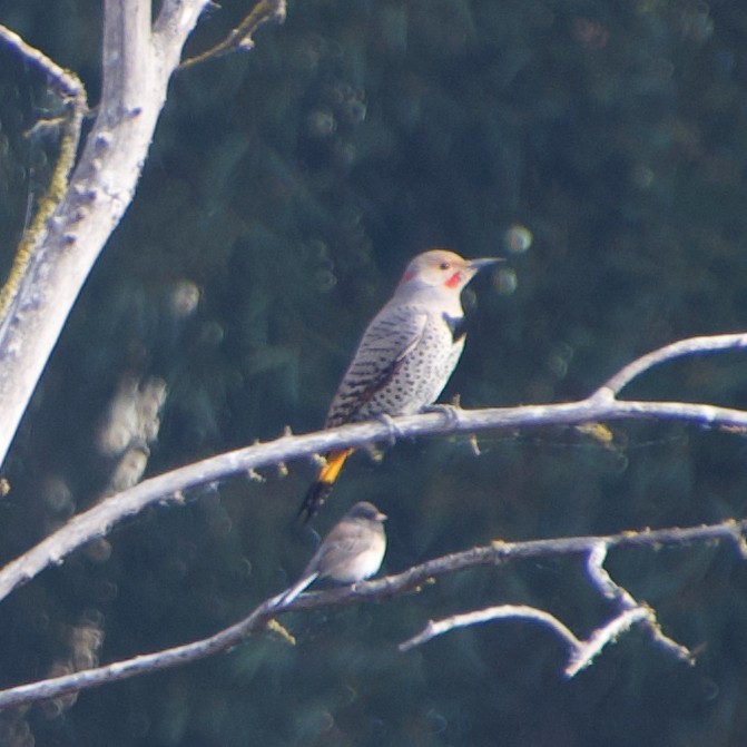 Northern Flicker (Yellow-shafted x Red-shafted) - ML611919768