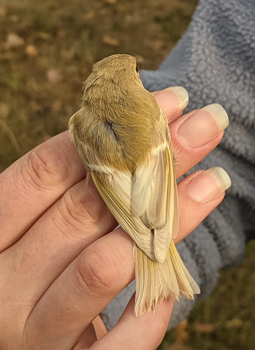Ruby-crowned Kinglet - ML611919776