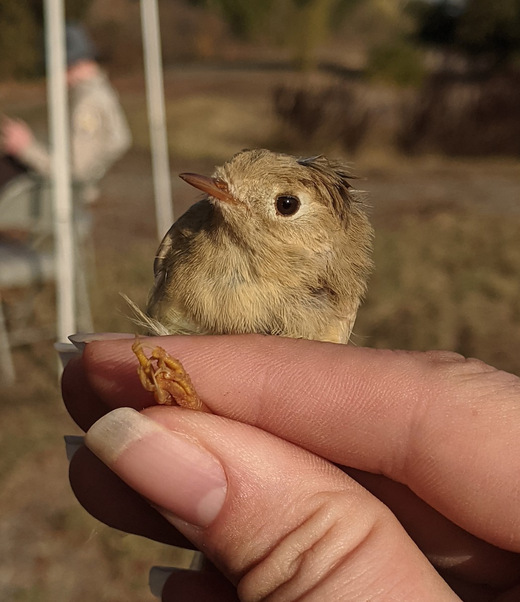 Ruby-crowned Kinglet - ML611919778