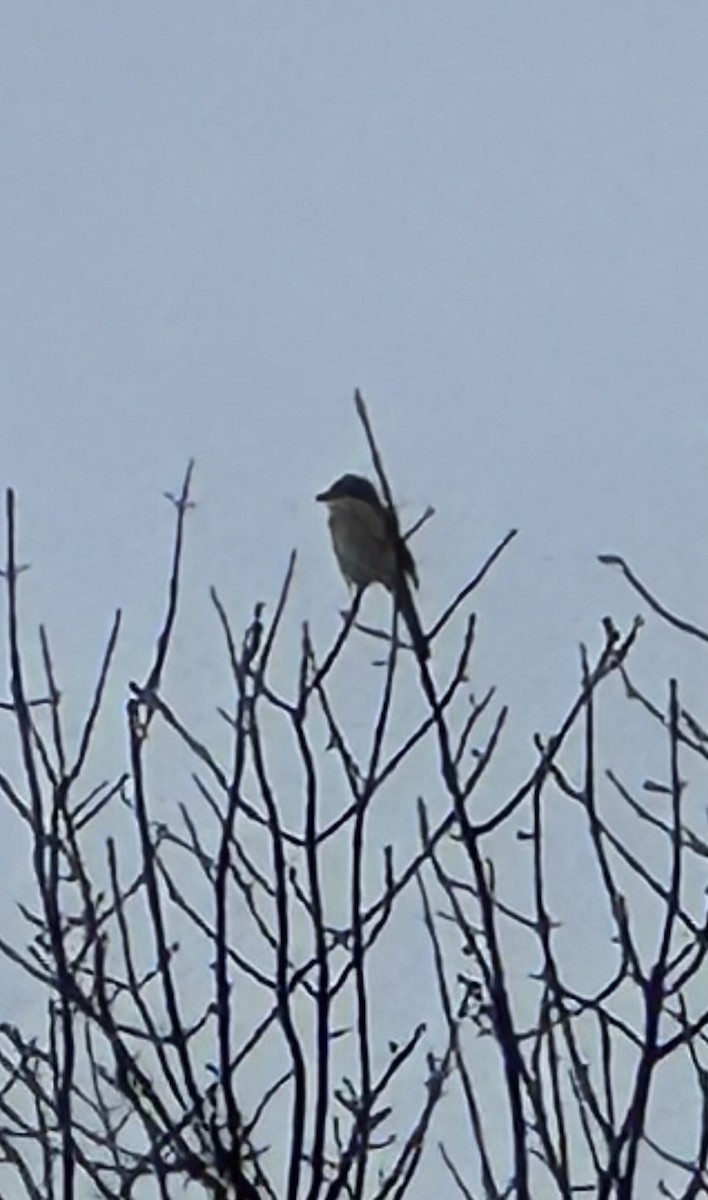 Northern Shrike - Robert Mead