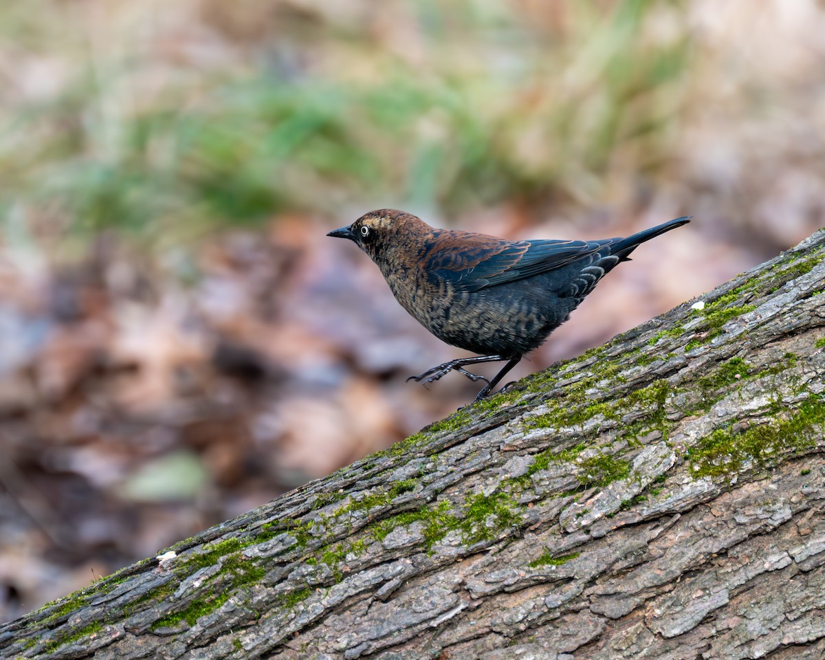 Rusty Blackbird - Peter Rosario