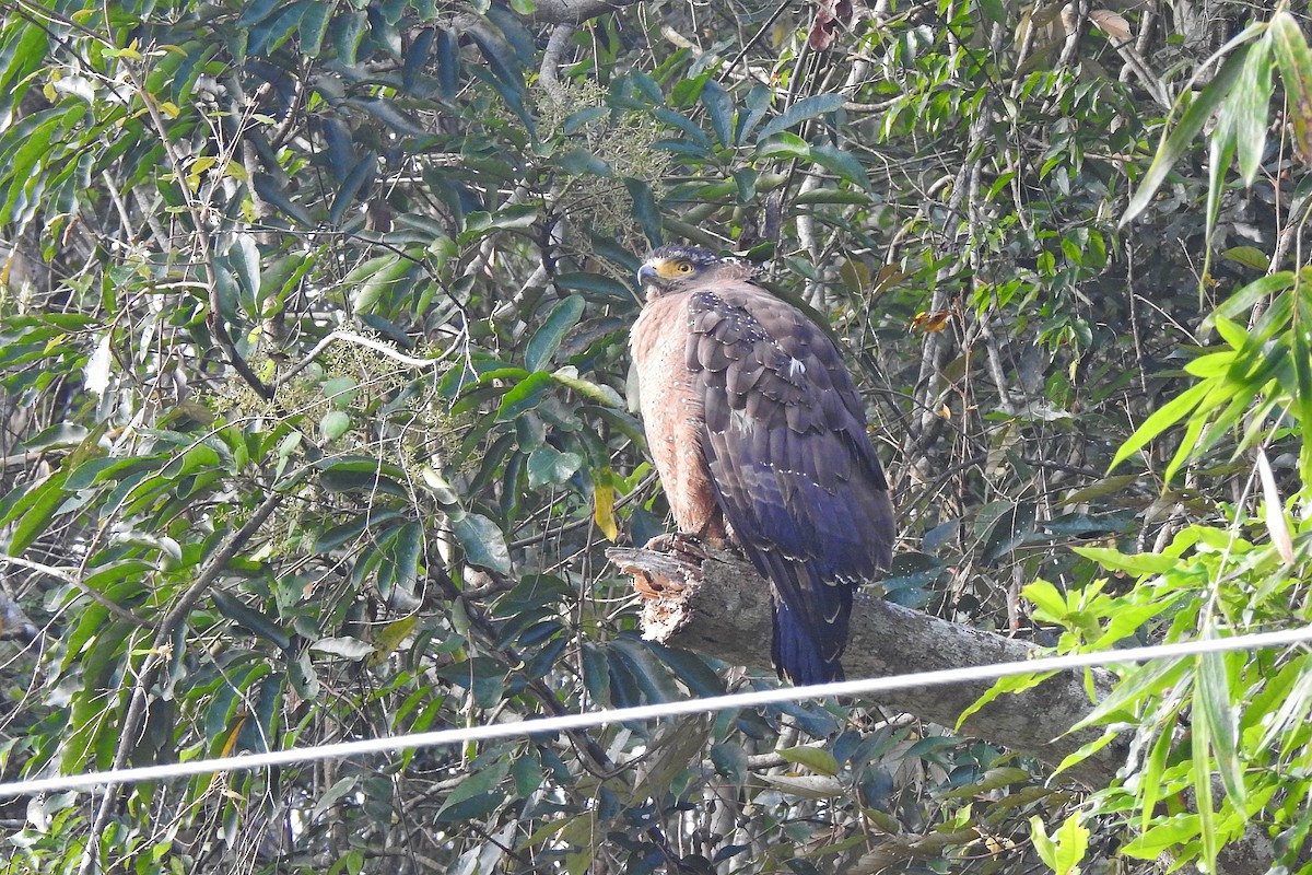 Crested Serpent-Eagle - Chi-Lien (綺蓮) Hsueh (薛)