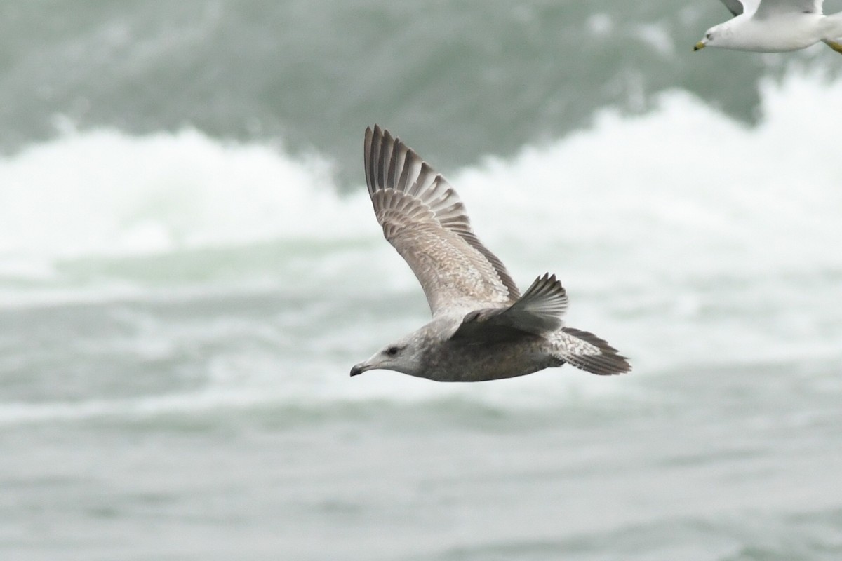 Gaviota Argéntea - ML611919891