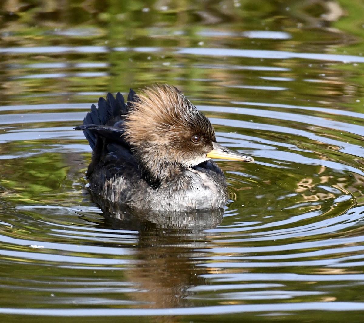 Hooded Merganser - ML611919989