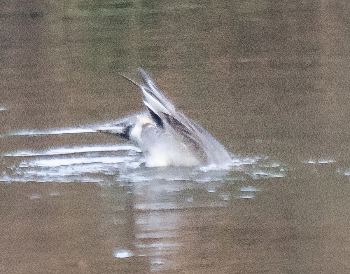 Northern Pintail - ML611919994