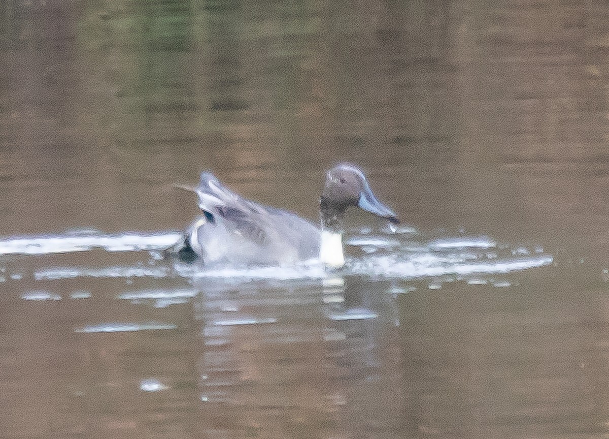 Northern Pintail - ML611919995