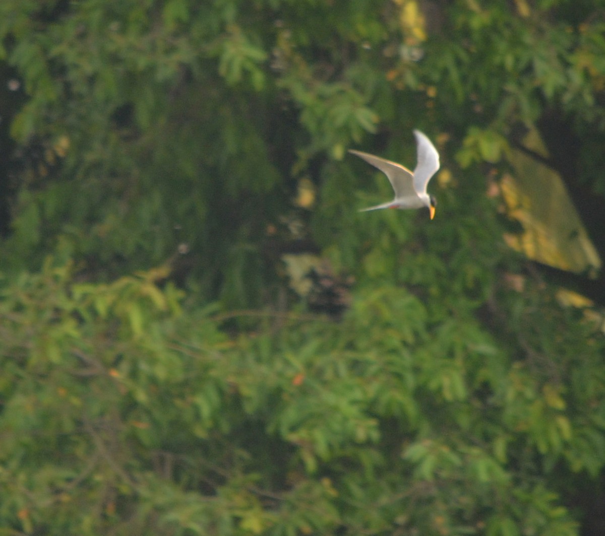 River Tern - Gopal bhagavatula