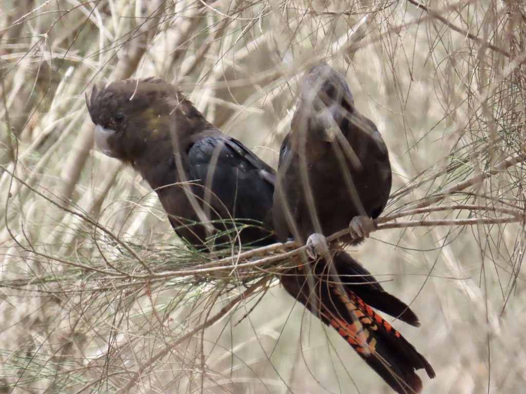kakadu hnědohlavý - ML611920029