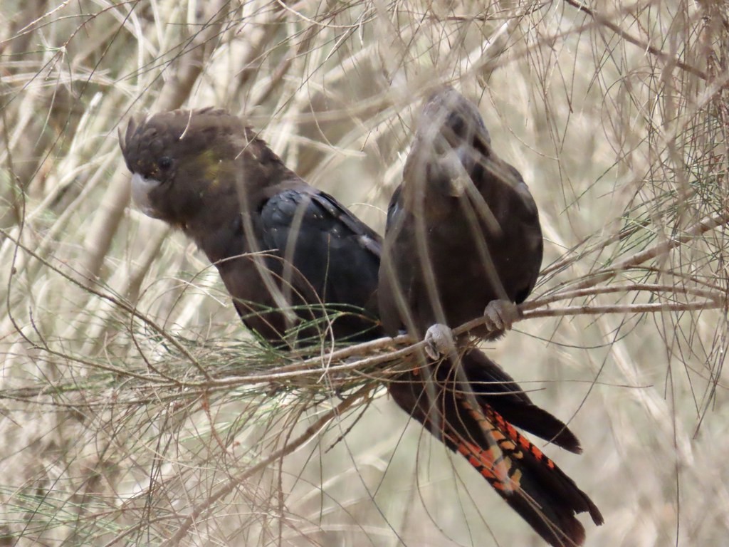 Glossy Black-Cockatoo - ML611920029