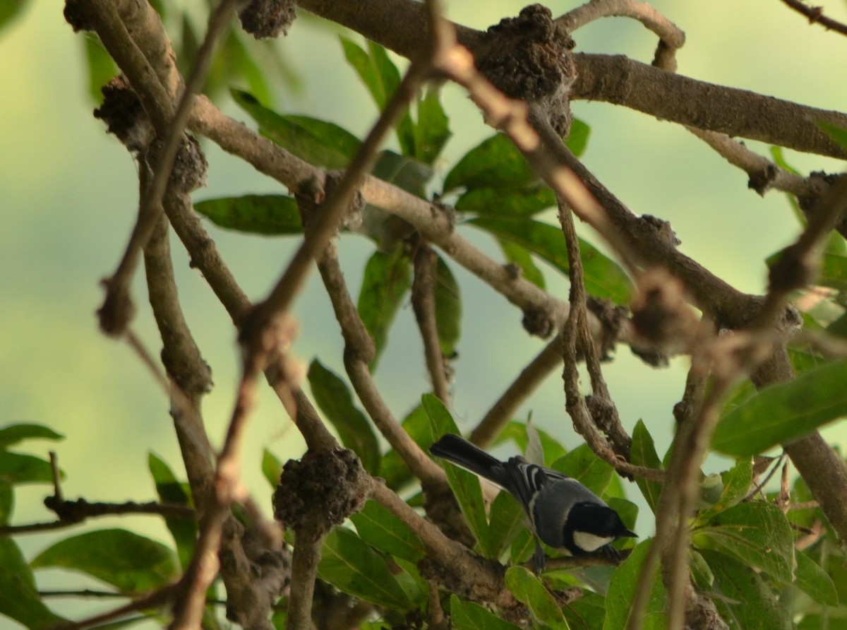 Cinereous Tit - ML61192011