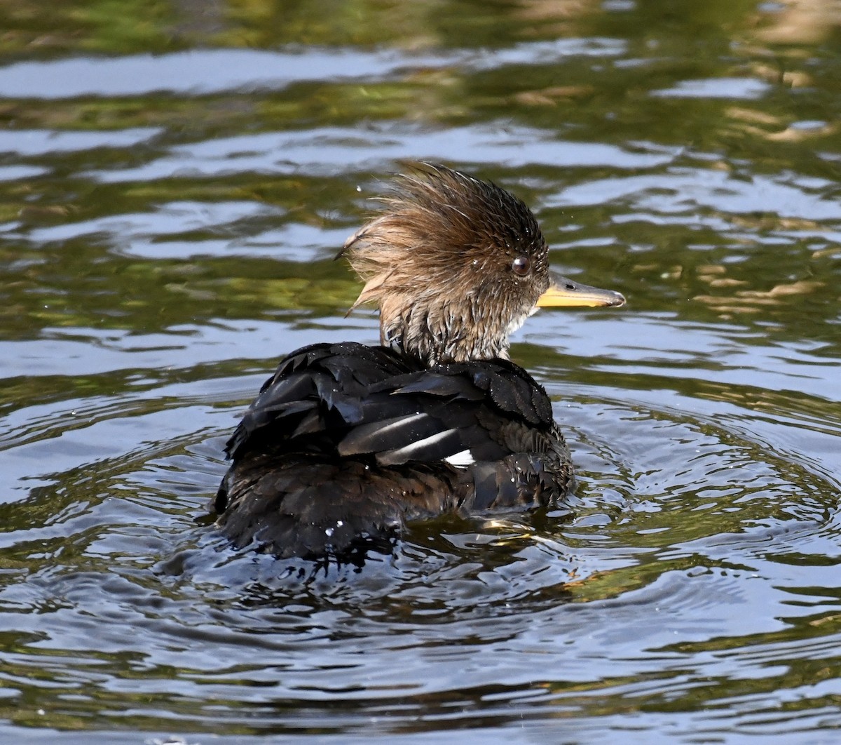 Hooded Merganser - Suzanne Zuckerman