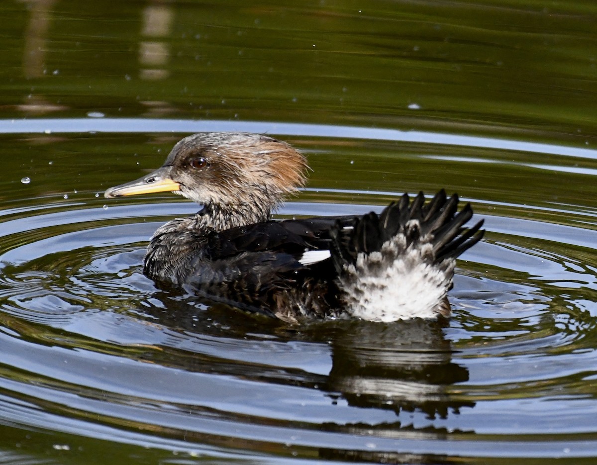 Hooded Merganser - ML611920169