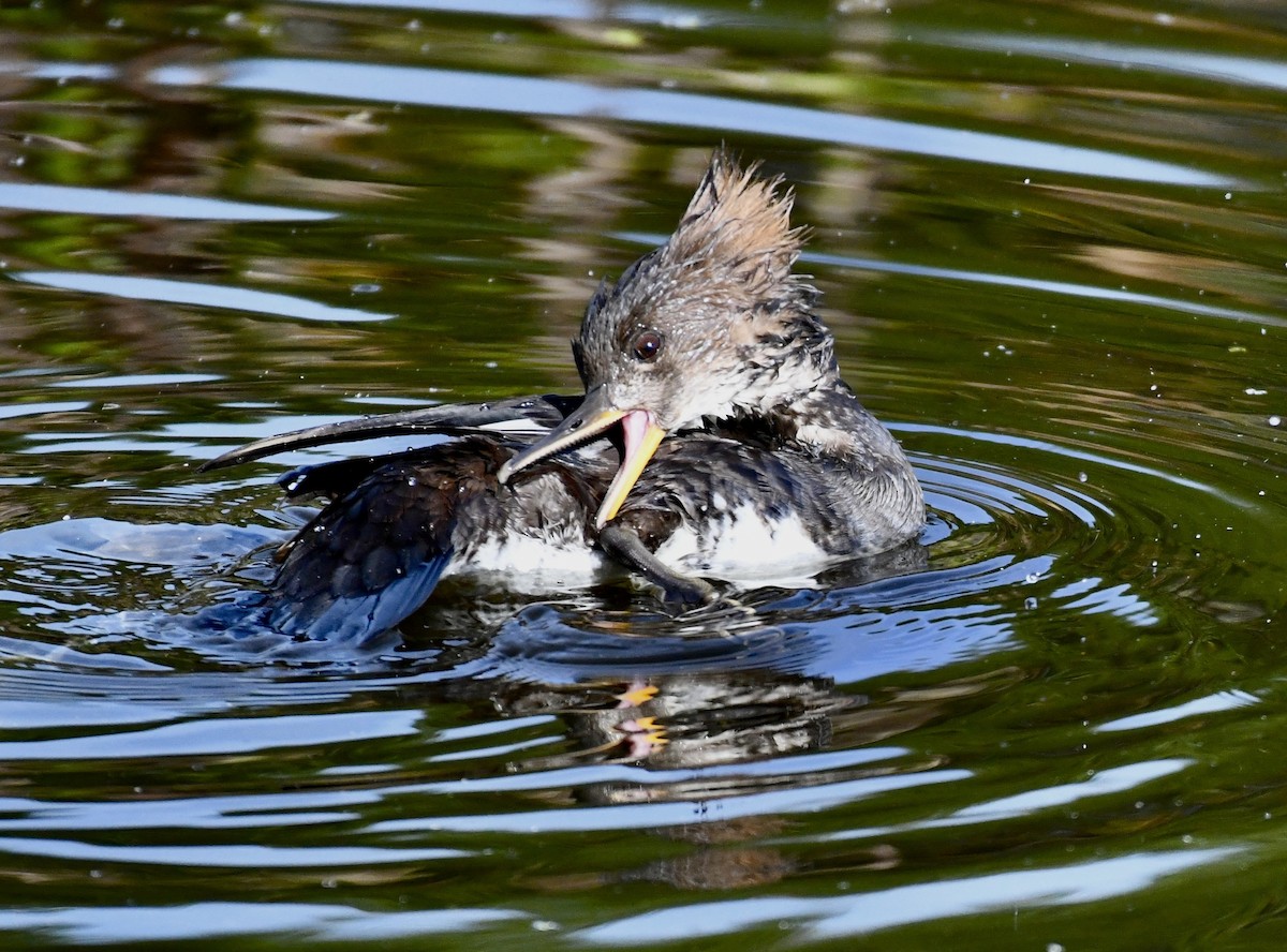 Hooded Merganser - ML611920170